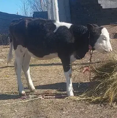 گوساله سیمینتال|حیوانات مزرعه|ویلکیج, |دیوار