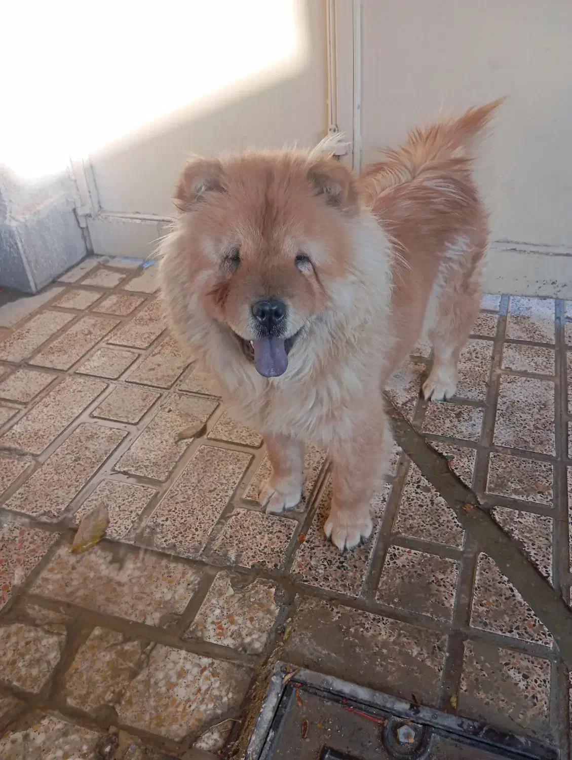 سگ فروشی قیمت 15ساعت پنج ونیم به بعد در خدمتم|سگ|شهریار, شهریار|دیوار