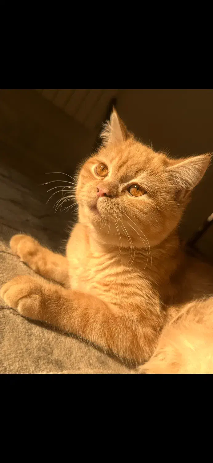 گربه بریتیش پرشین|گربه|ارومیه, |دیوار