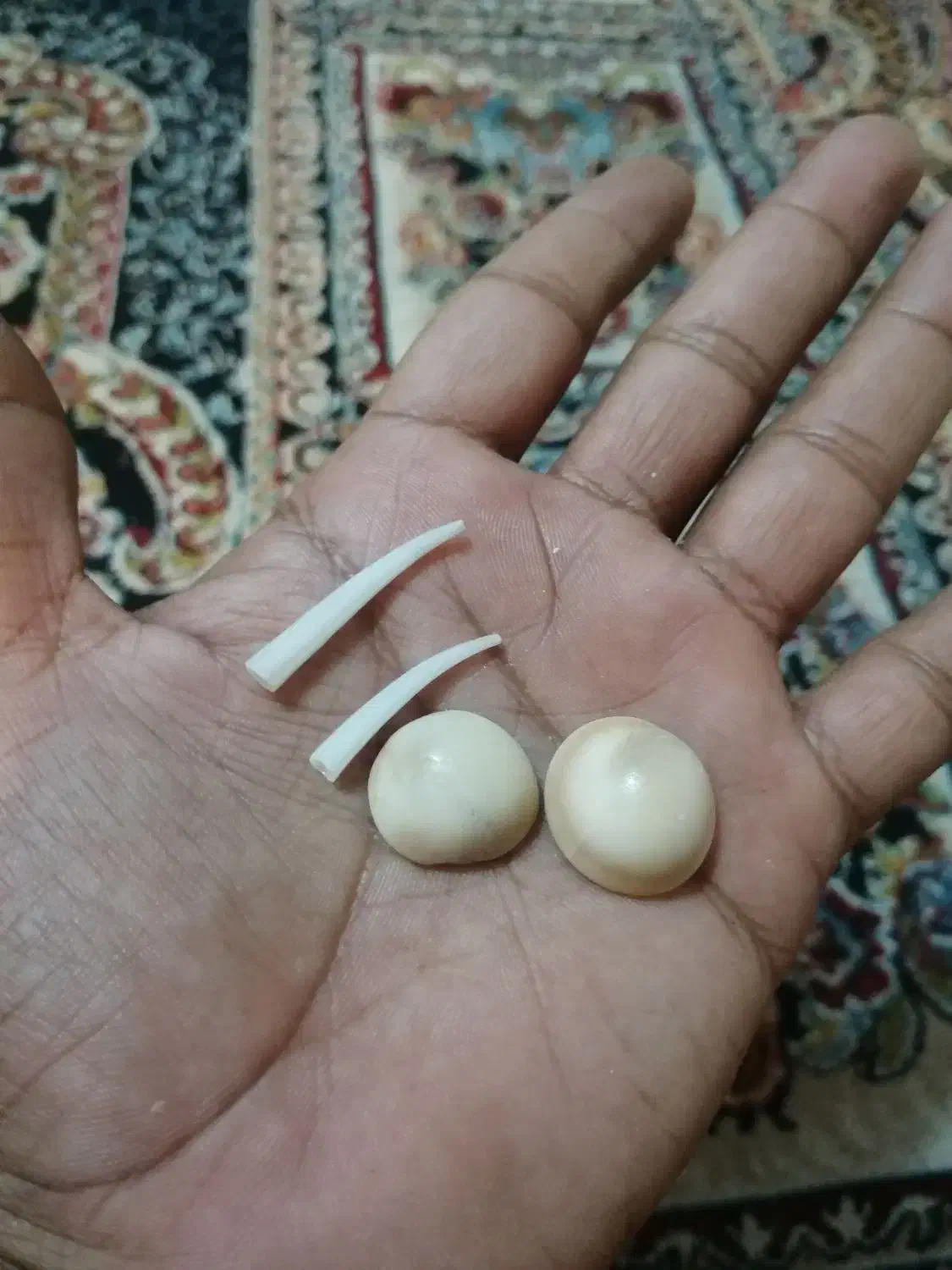 مهره اصل دریایی|کلکسیون اشیاء عتیقه|قم, کاسه گران|دیوار