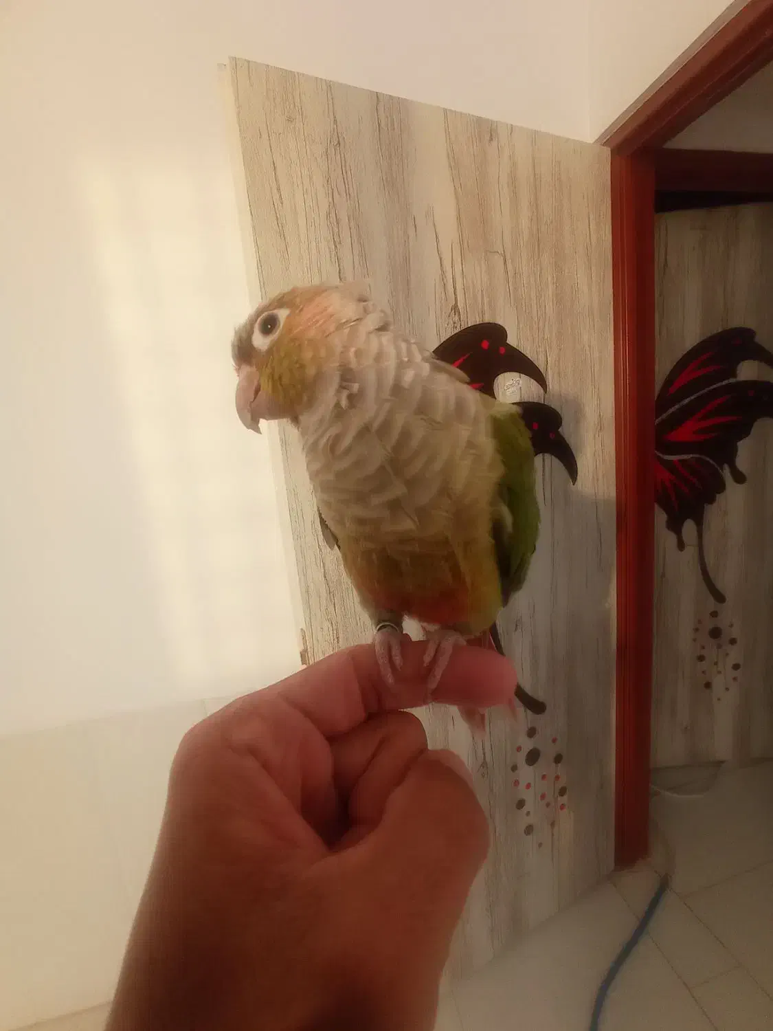 گرینچیک دستی|پرنده|شهر بابک, |دیوار