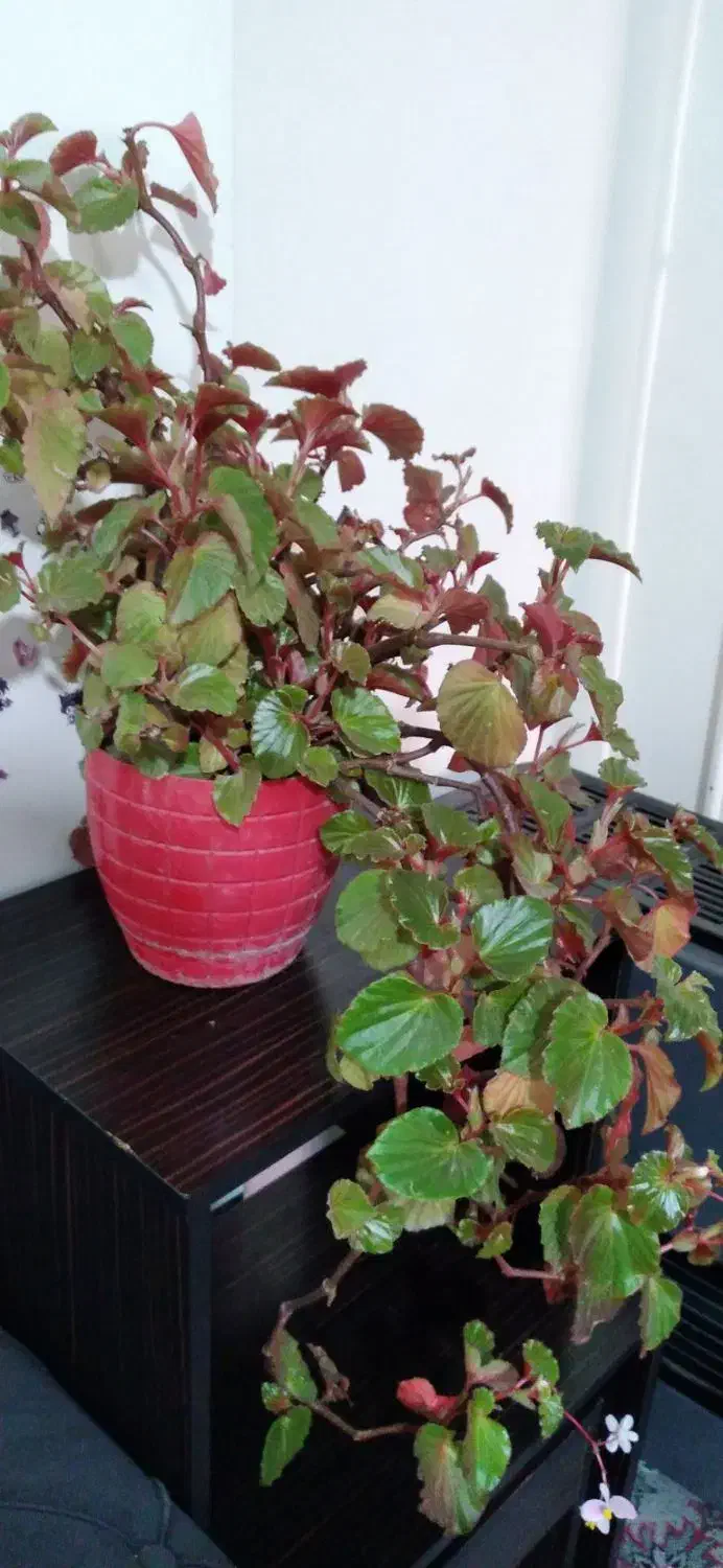 گل همیشه بهار ،حسن یوسف ، عروس و سانسوریا|گل و گیاه طبیعی|محمدیه-قزوین, |دیوار