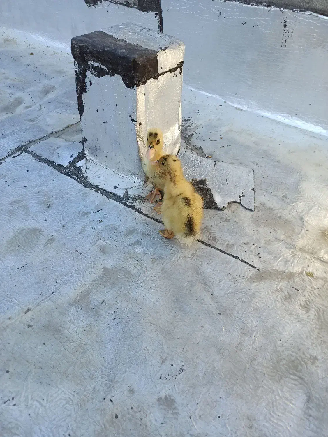 جوجه اردک|حیوانات مزرعه|مریوان, |دیوار