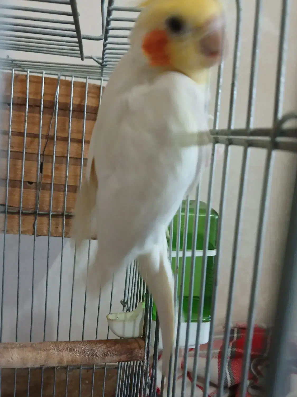 عروس هلندی نر مست مست بالغ|پرنده|ماهدشت, |دیوار