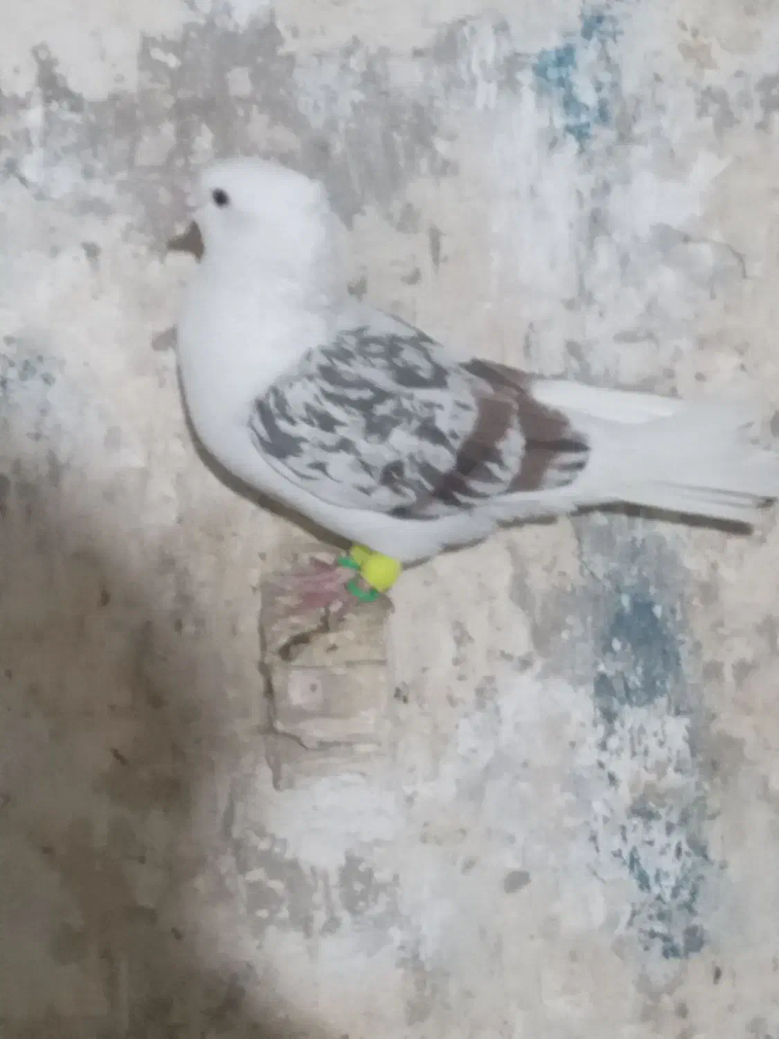 کبوتر رنگی|پرنده|اهواز, ۳۰ متری|دیوار