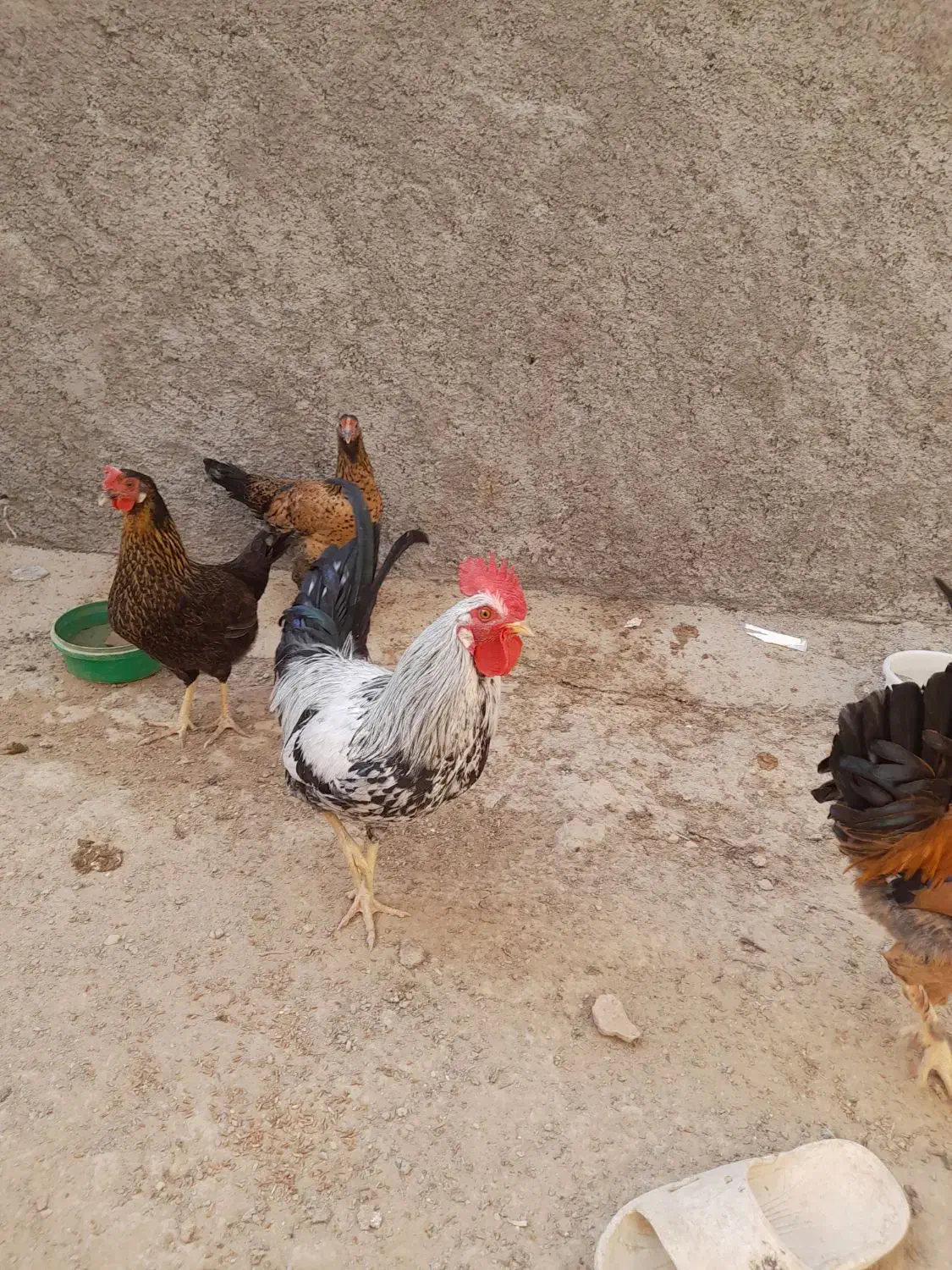 خروس سفید محلی|حیوانات مزرعه|دهدشت, |دیوار