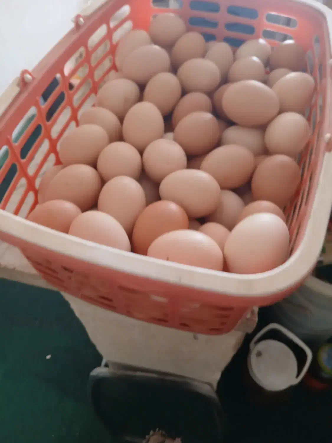 تخم مرغ بومی|حیوانات مزرعه|نجف‌آباد, یزدانشهر|دیوار