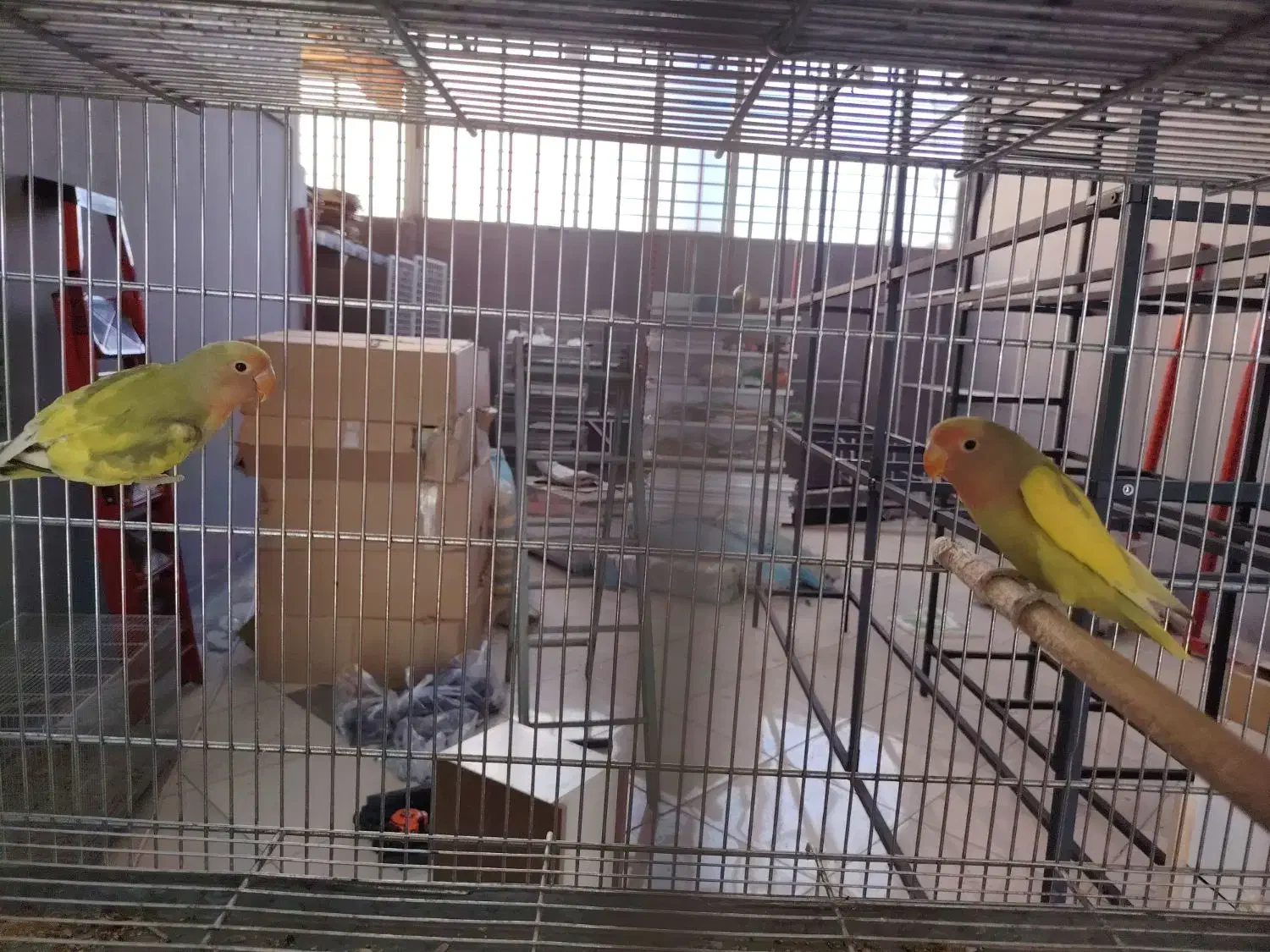 جفت کوتوله و عروس هلندی|پرنده|بیرجند, |دیوار