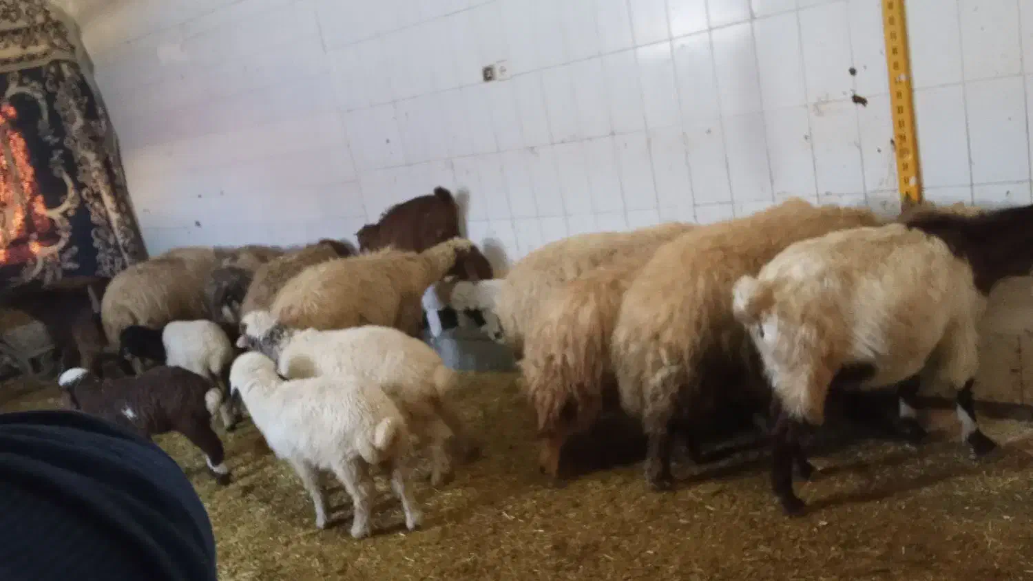 میش وبره|حیوانات مزرعه|کرمانشاه, |دیوار