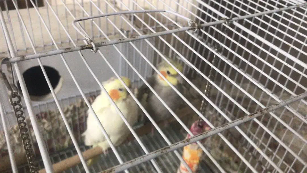 فروش یک جفت عروس هلندی مولد با قفس و لانه|پرنده|لامرد, |دیوار