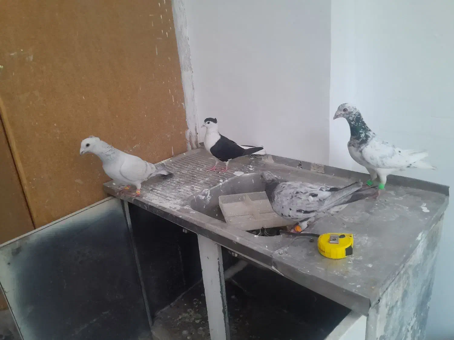 کبوتر جفت گاه و پرشی|پرنده|مشهد, امام خمینی|دیوار