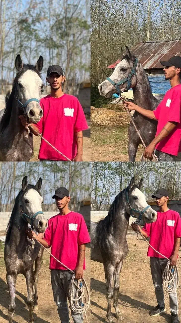 عرب مصری|اسب و تجهیزات اسب‌سواری|رشت, بوسار|دیوار