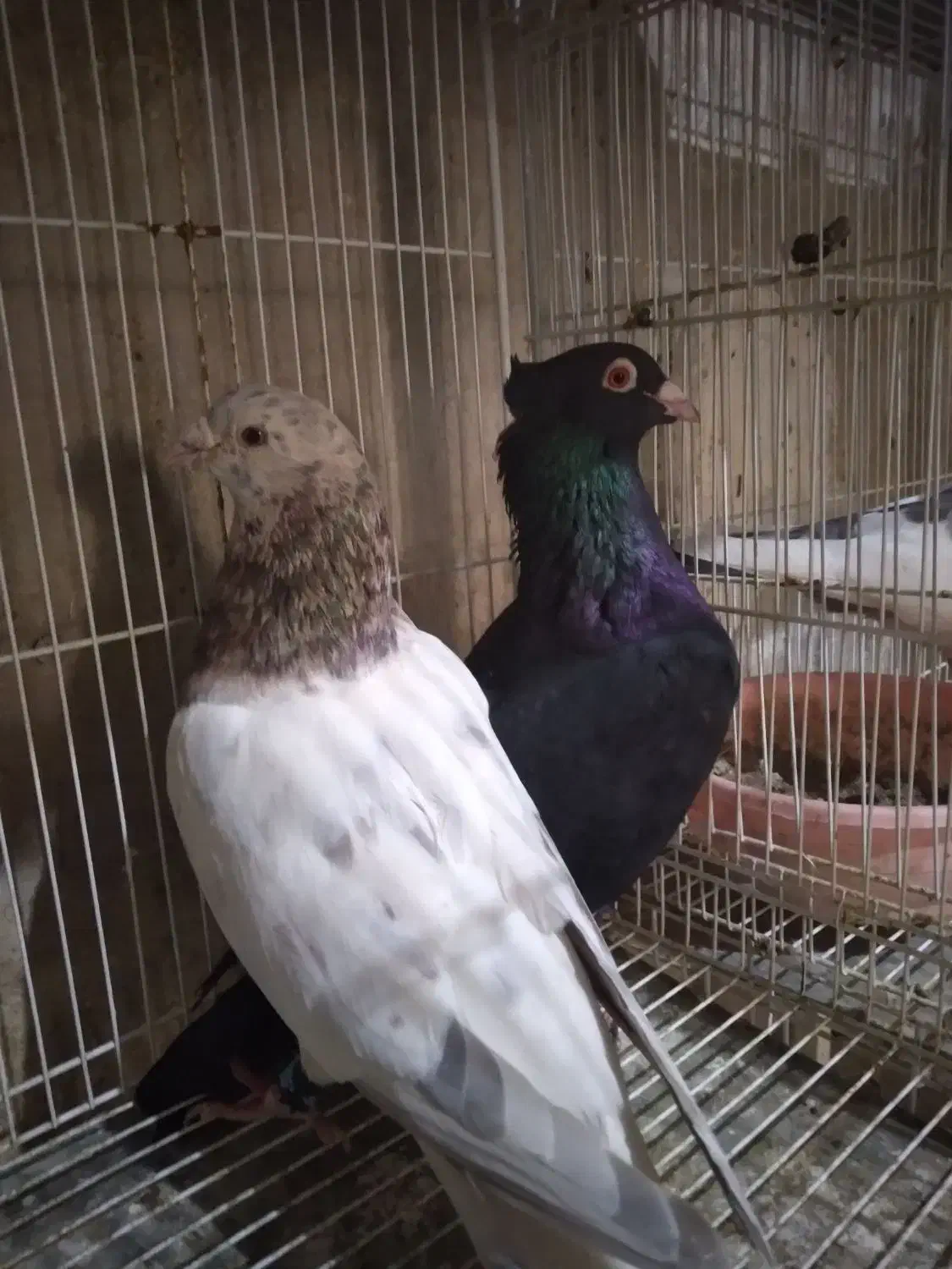 نروماده|پرنده|نیشابور, بنیاد شهید|دیوار