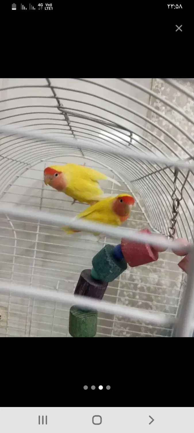 طوطی برزیلی و جوجه سرلاکی عروس هلندی|پرنده|اسلامشهر, شهرک قائمیه|دیوار