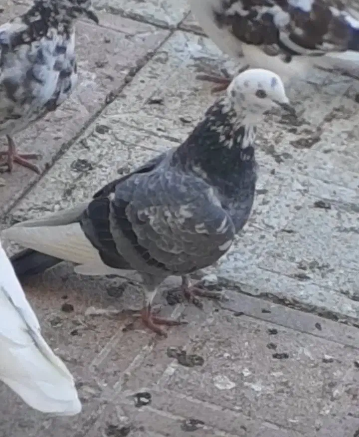 این کبوتر صید شده هر عزیزی گرفته خبر بده|پرنده|سرعین, |دیوار