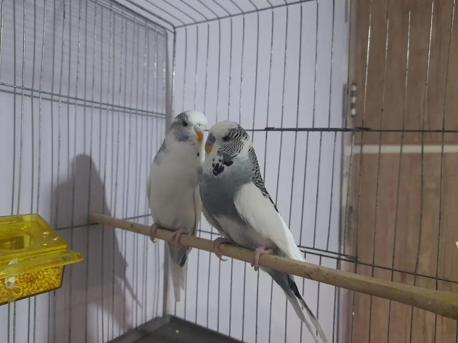 معاوضه کبوتر قناری مرغ عشق انگلیسی طوطی برزیلی|پرنده|محمدشهر, کوی بهار|دیوار