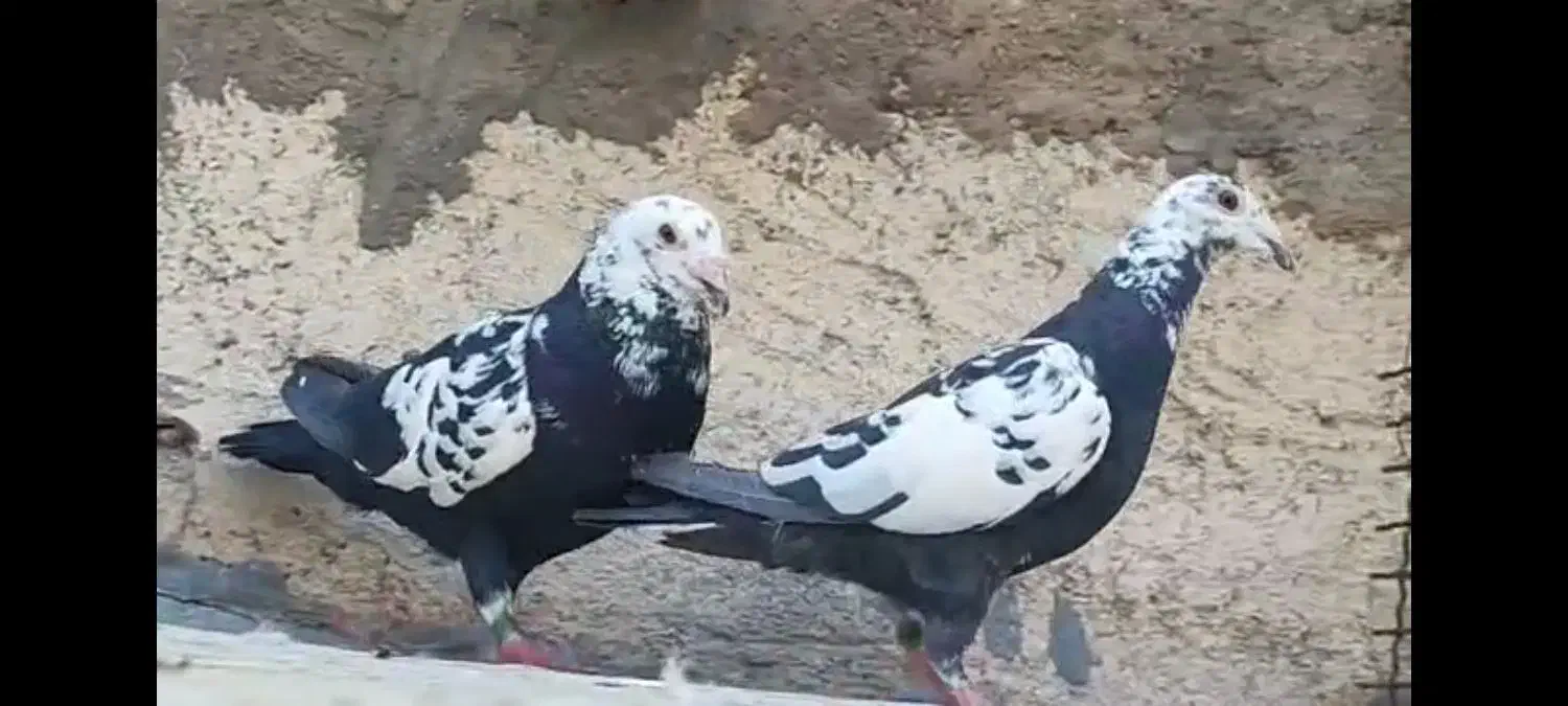فروشی نرو ماده گاوک سیاه درجه یک عالی کبوتر کفتر|پرنده|شیراز, باجگاه|دیوار
