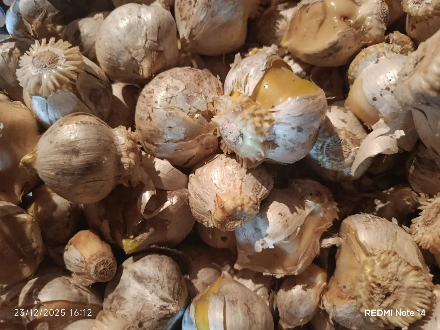 موسیر کوهی|خوردنی و آشامیدنی|دهگلان, |دیوار