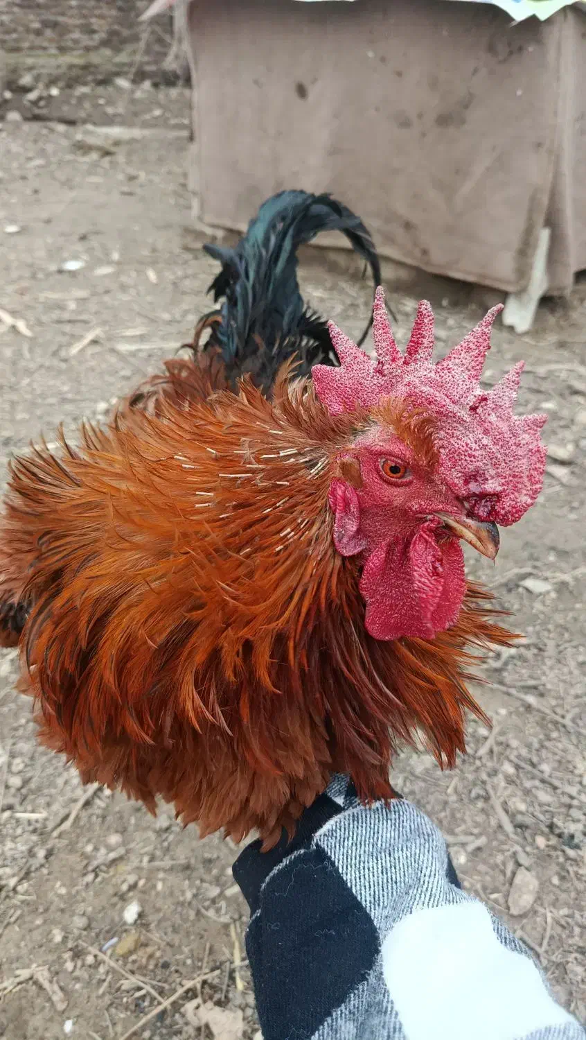 خروس محلی فرفری|حیوانات مزرعه|مینودشت, |دیوار