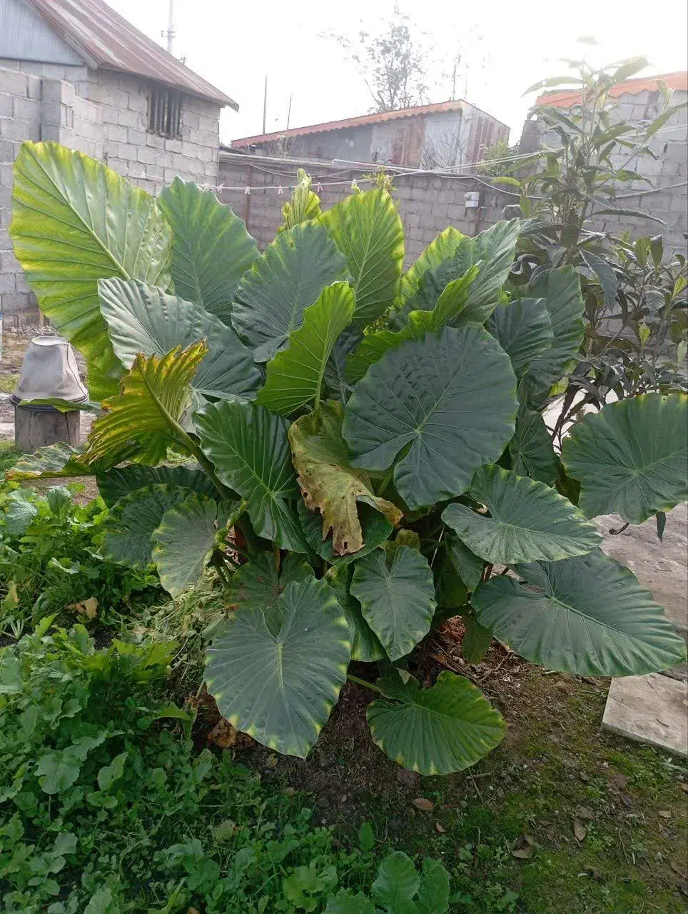 گل بابا آدم|گل و گیاه طبیعی|رشت, فلسطین|دیوار