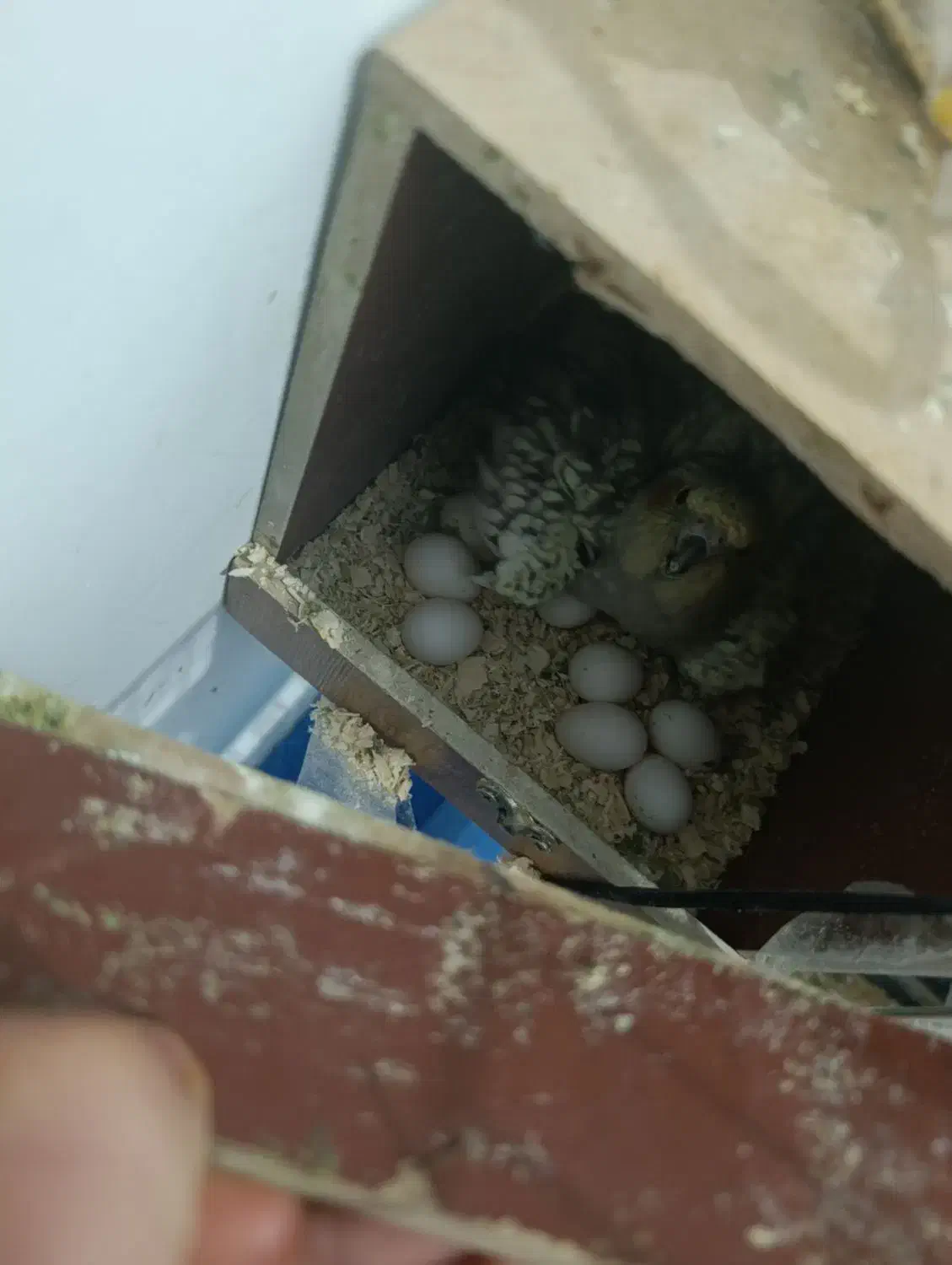 طوطی هلندی|پرنده|چهاردانگه (تهران), |دیوار