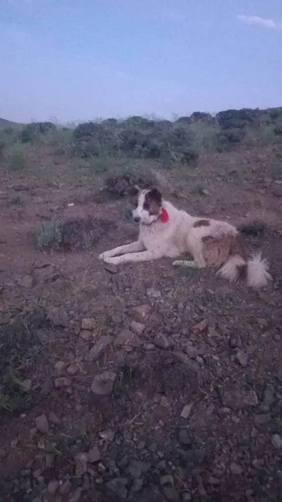 سگ گله به جانور صفت|سگ|نیاسر, |دیوار