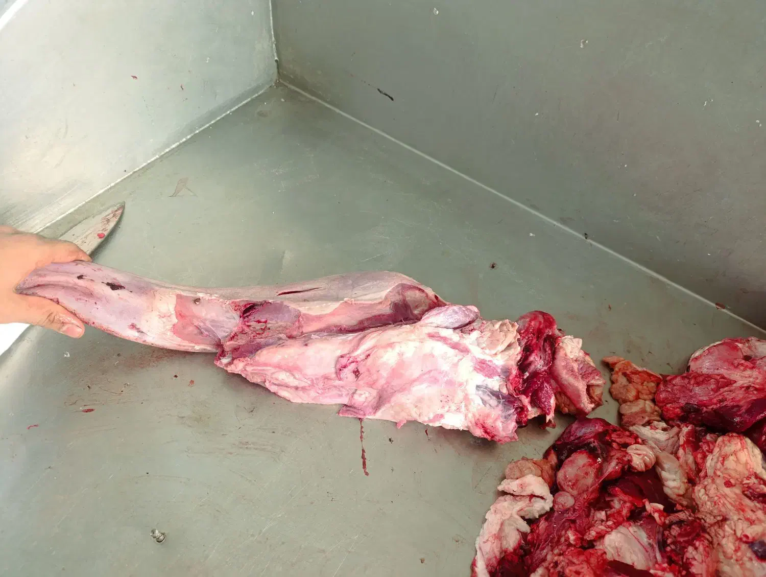 فروش عمده زبان گوشت مغز پاچه بناگوش جگر سفید|خوردنی و آشامیدنی|تهران, جوادیه|دیوار