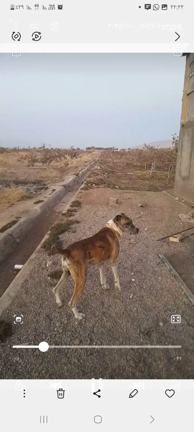 واگذاری سگ افغان گله ای ونگهبان|سگ|راور, |دیوار