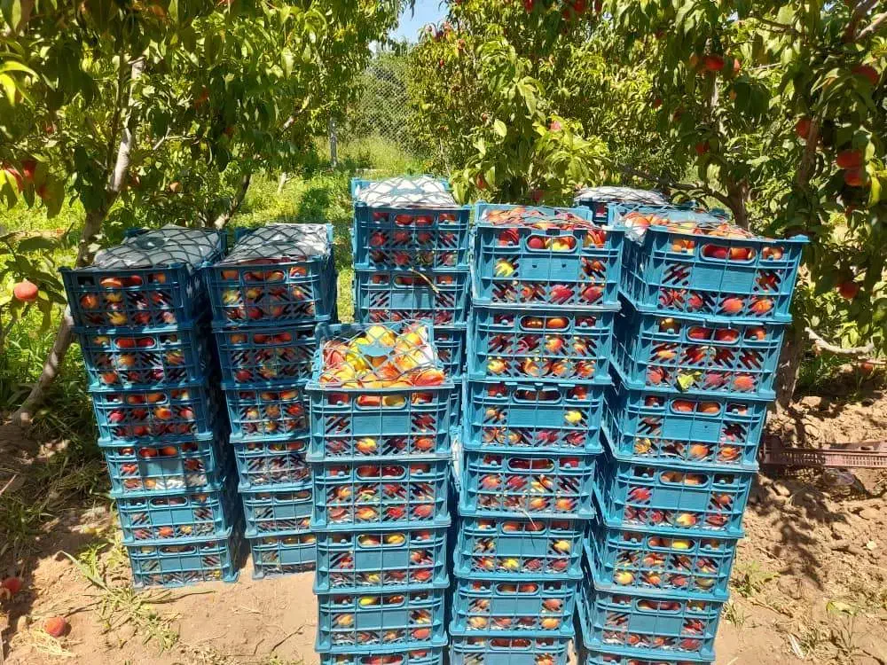 باغ نقلی|فروش خانه و ویلا|میاندوآب, |دیوار