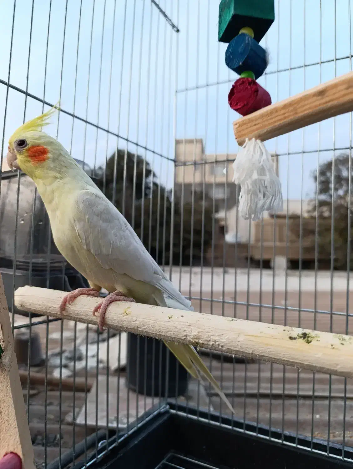 عروس هلندی با قفس|پرنده|بندرعباس, |دیوار