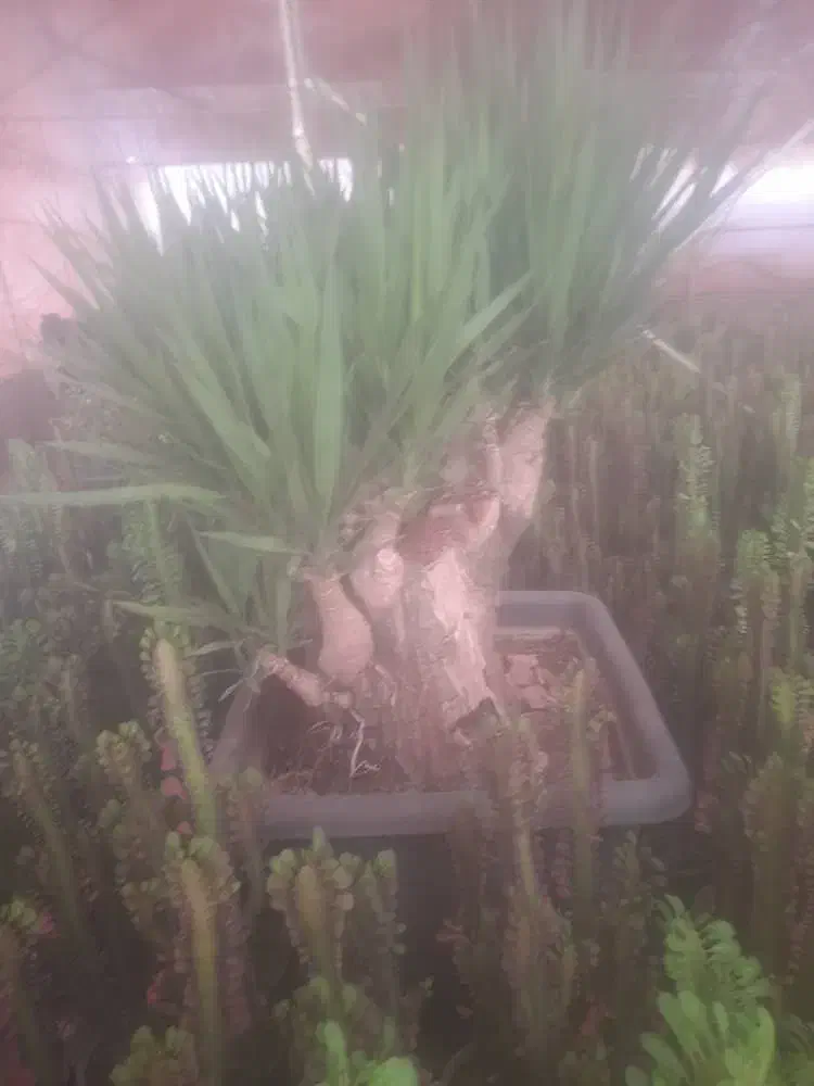 یوکا تنه دار قیمت مناسب|گل و گیاه طبیعی|قم, آزادگان|دیوار