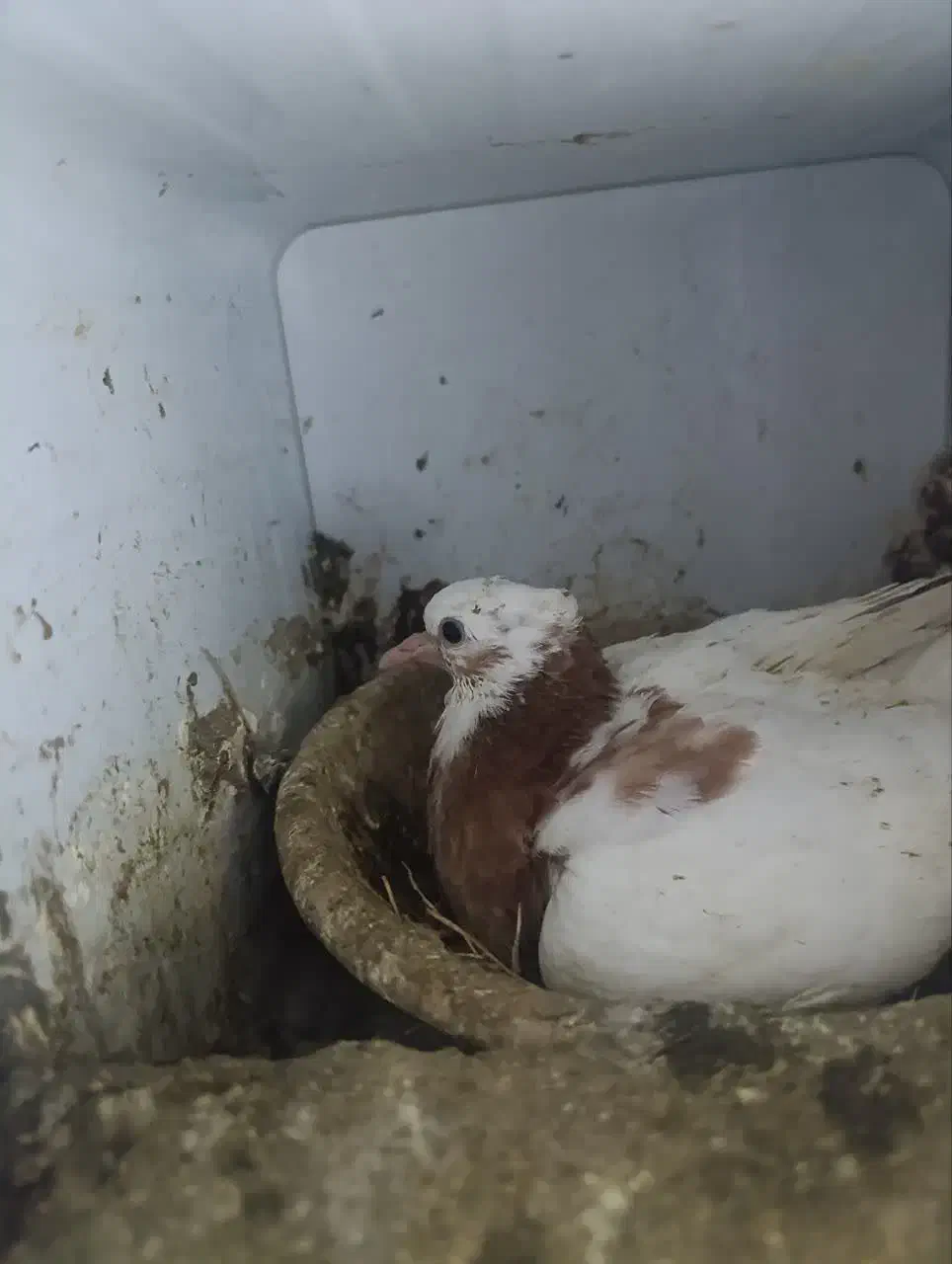 جوجه طوقی|پرنده|قم, شهرک مهدیه (مدرس)|دیوار