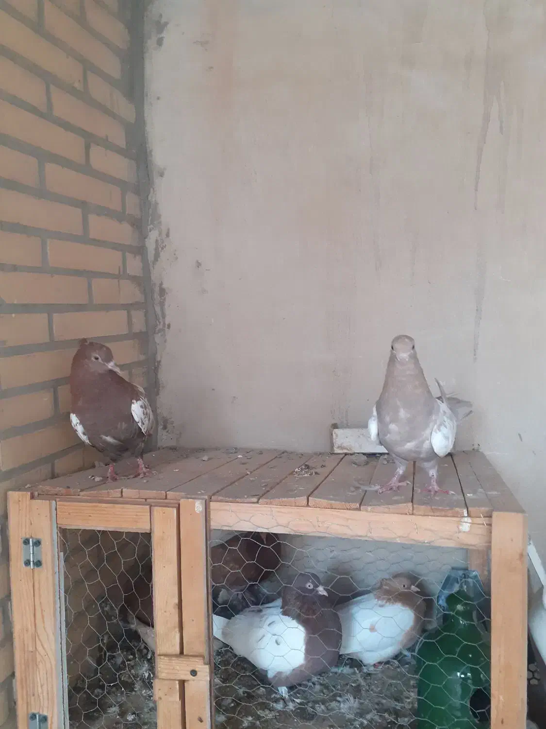 کبوتر سالم و جوان فروشی|پرنده|مبارکه, |دیوار