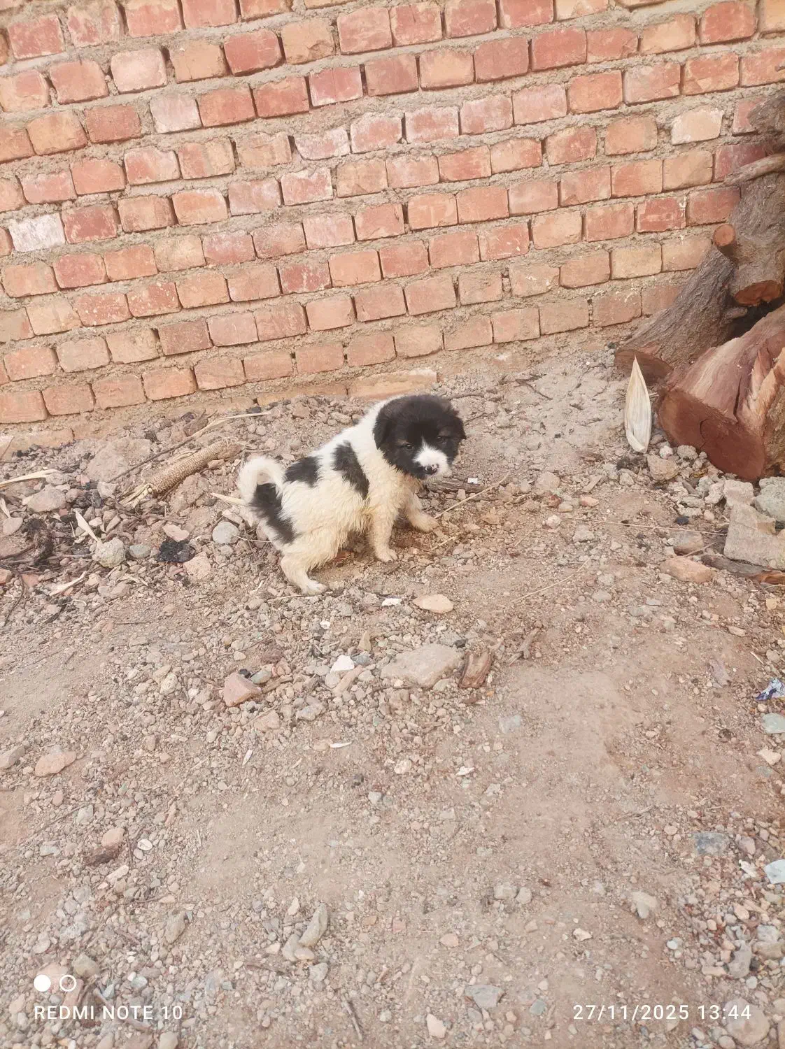 واگذاری توله سرابی|سگ|سلماس, |دیوار