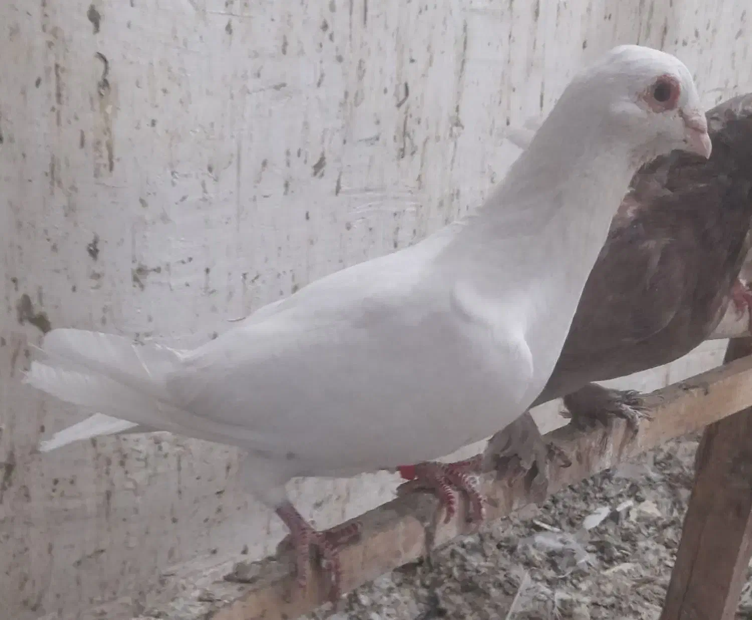 کفتر رنگی|پرنده|قم, جمکران|دیوار