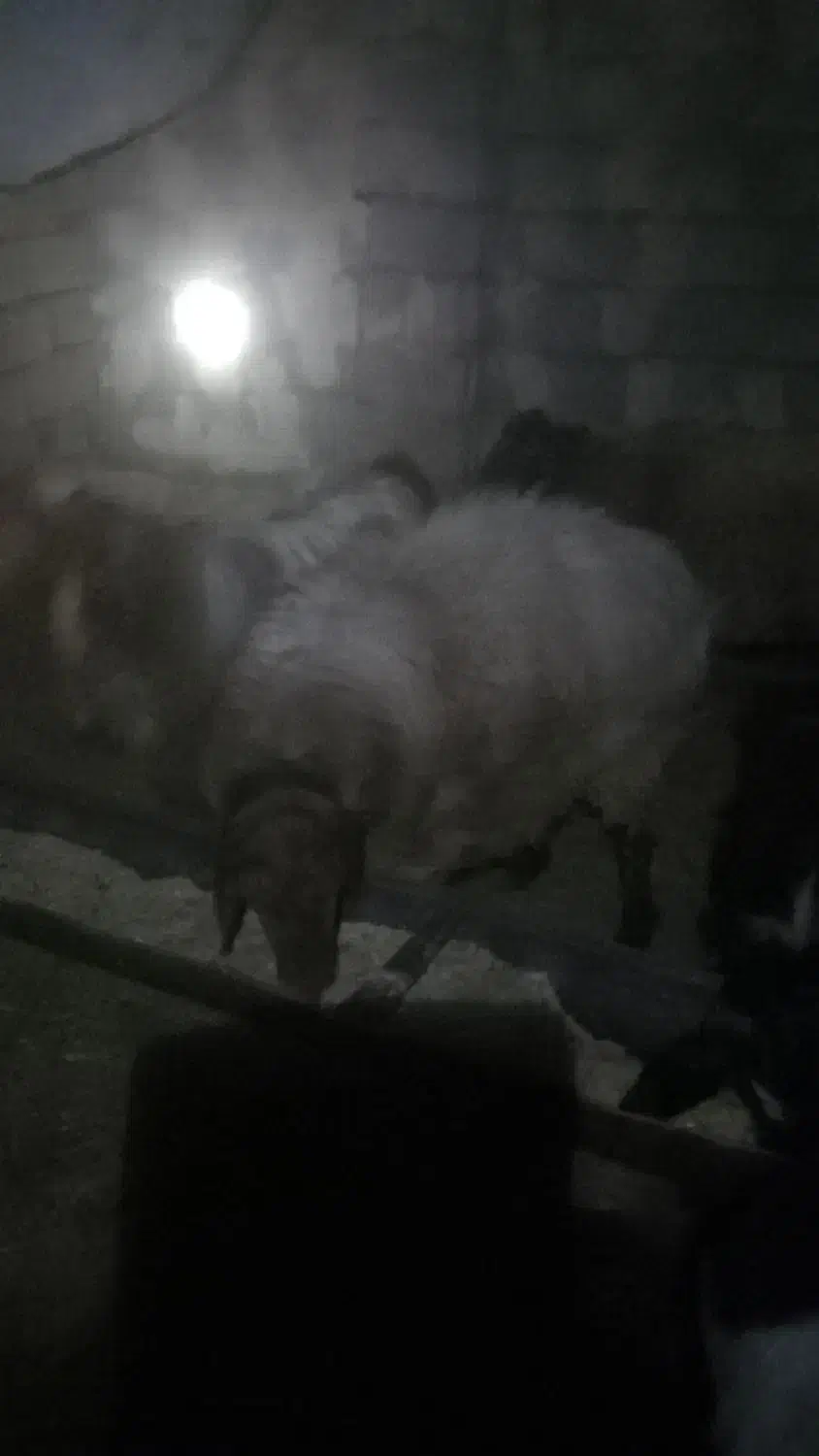 شیشکی ژندار همو موجوده کار بلد|حیوانات مزرعه|بردسکن, |دیوار