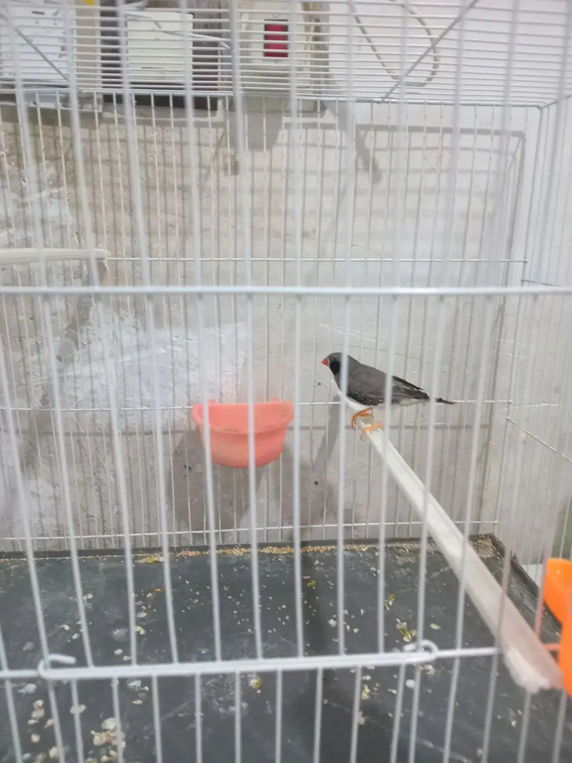 فنچ لپ سیاه نر|پرنده|مشهد, نیزه|دیوار