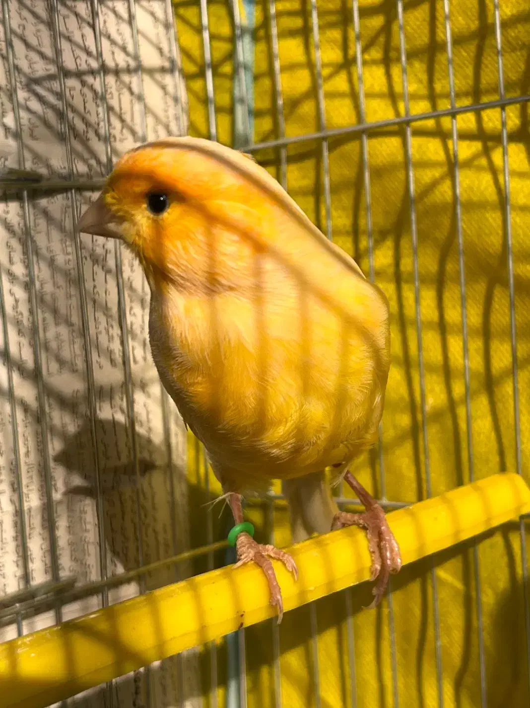 قناری|پرنده|رشت, سعدی (تختی)|دیوار