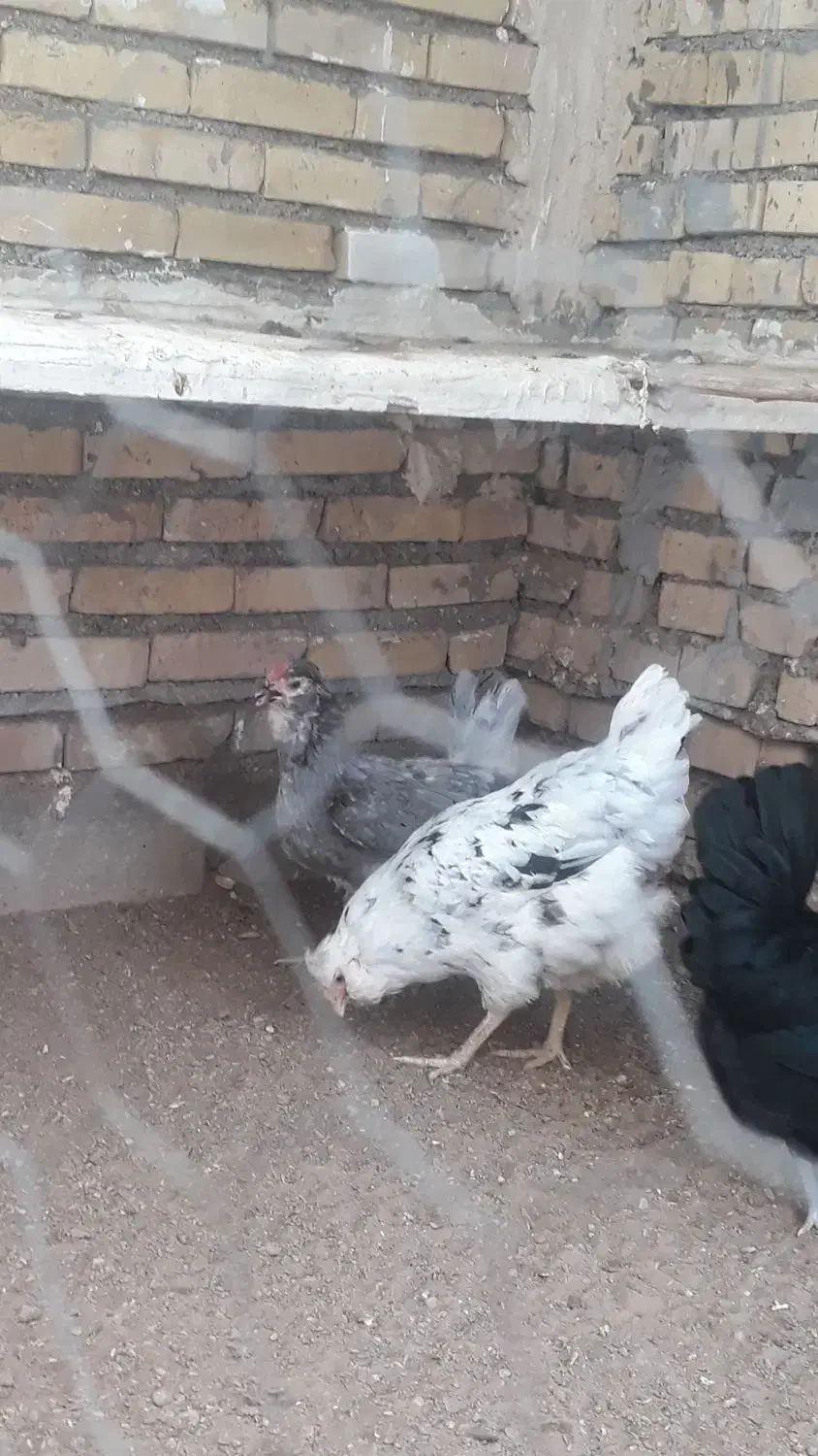 مرغ وخروس گلین ریشو|حیوانات مزرعه|اهواز, علی آباد|دیوار