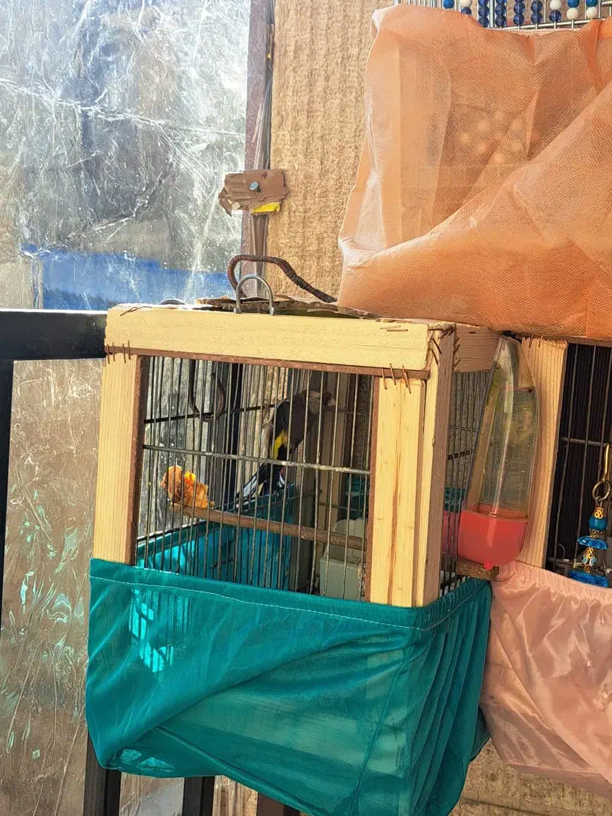 سهره|پرنده|کرج, اصفهانیها|دیوار