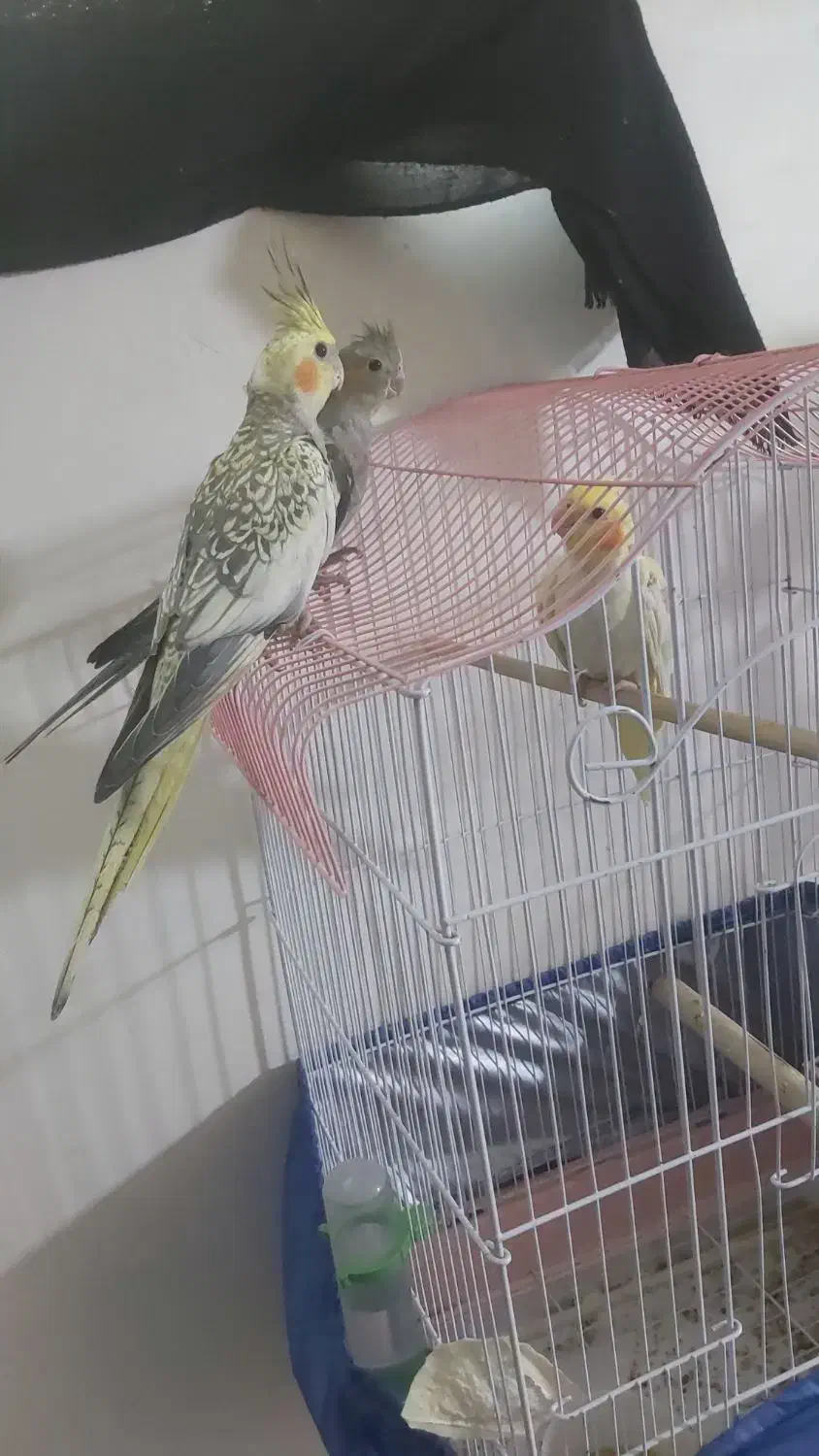 عروس هلندی و برزیلی|پرنده|خلخال, |دیوار