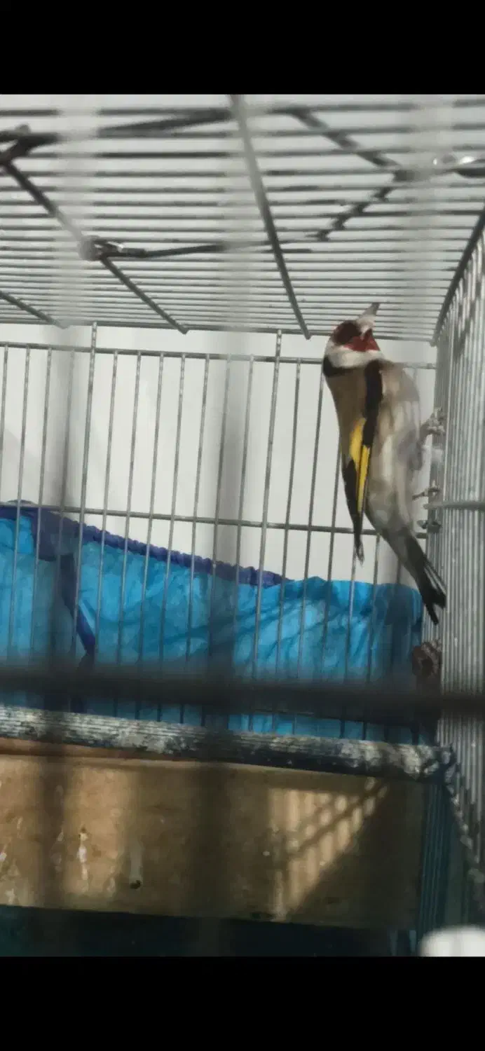 سهره نر|پرنده|بروجرد, |دیوار