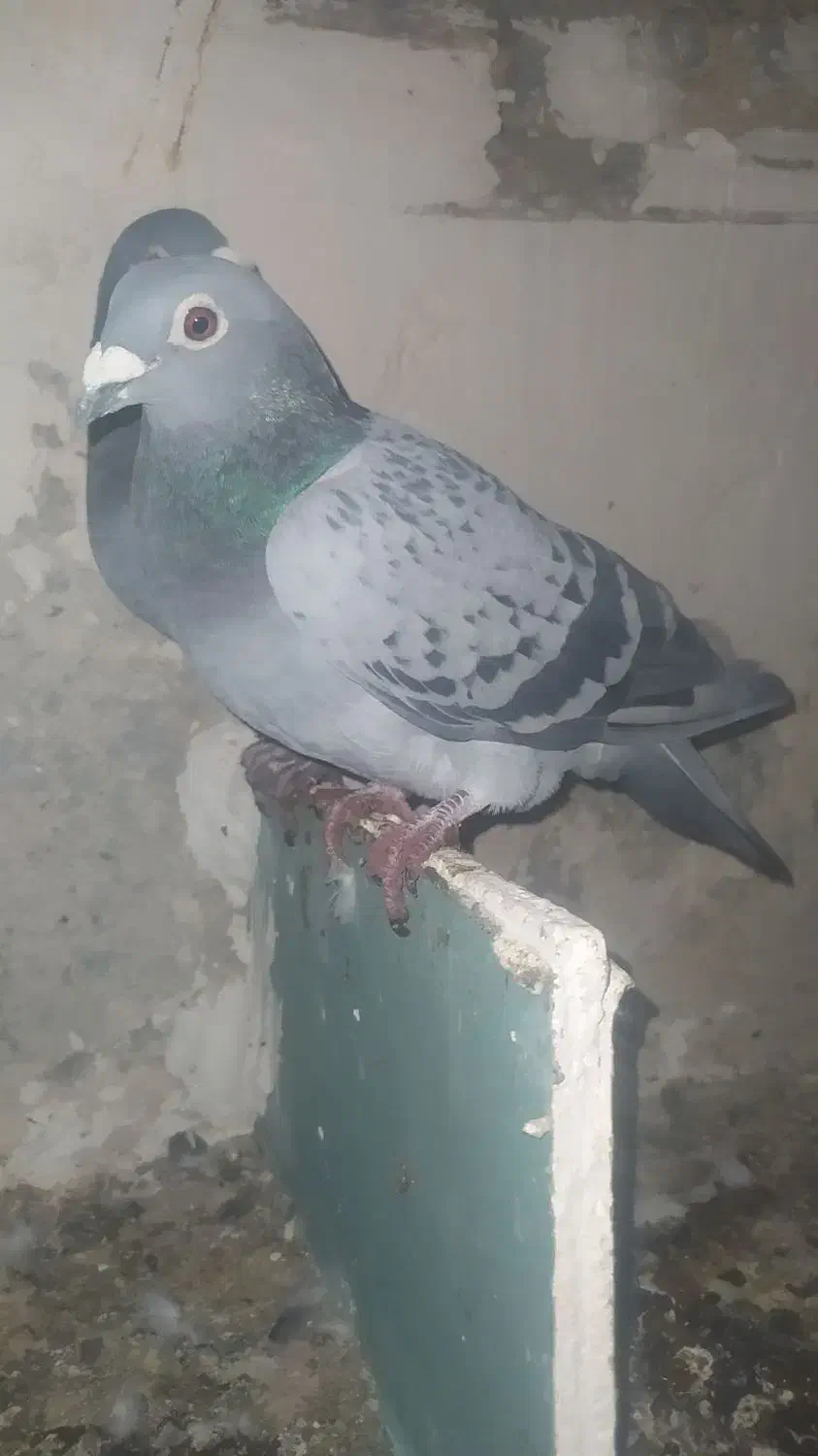 مسافتی نرو ماده|پرنده|اهر, |دیوار