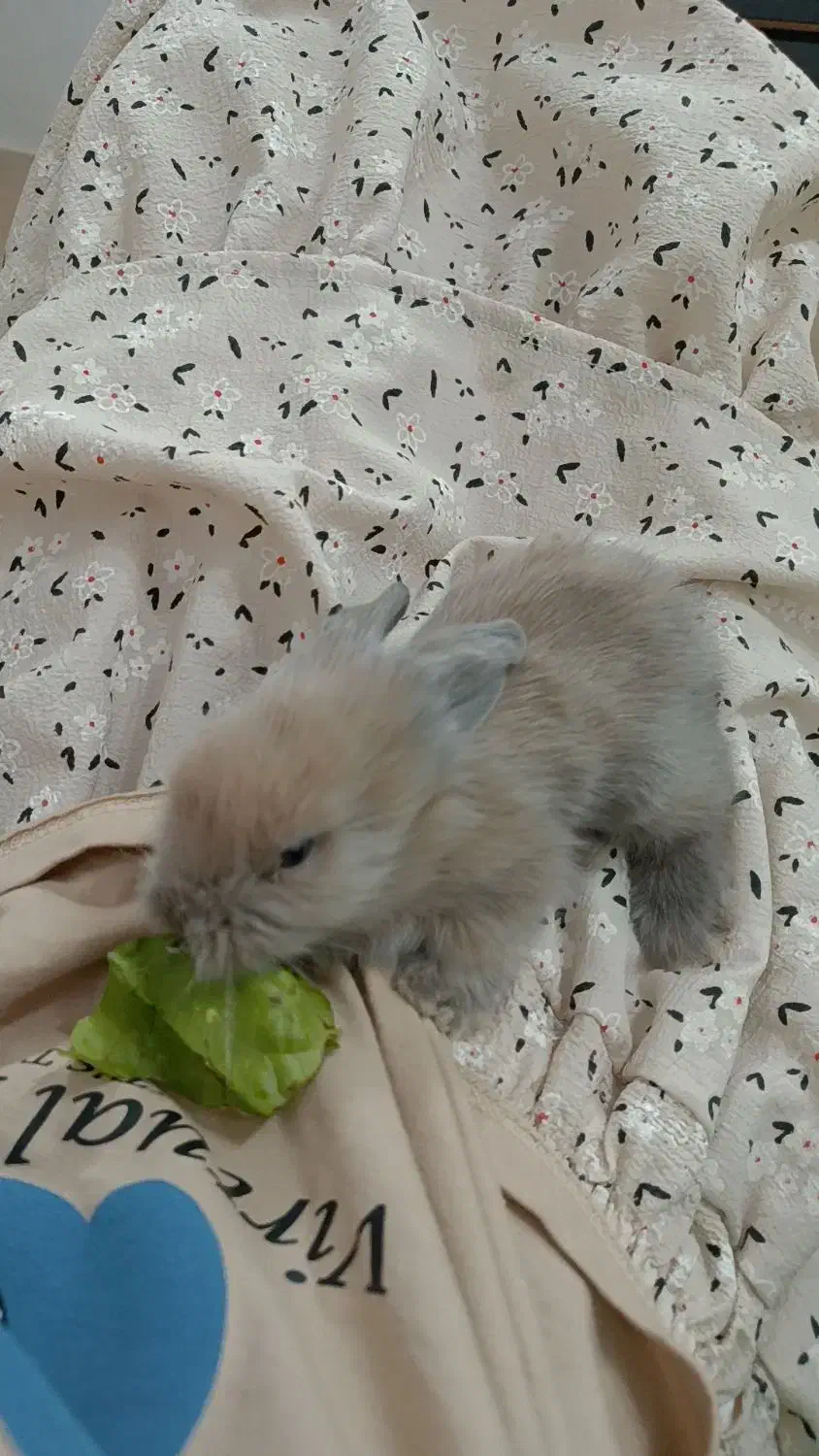 خرگوش|موش و خرگوش|فردوس (خراسان), |دیوار