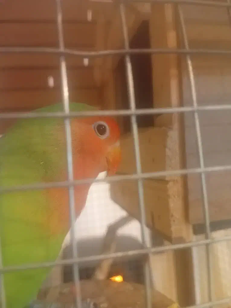 پرنده|پرنده|تهران, حافظیه|دیوار