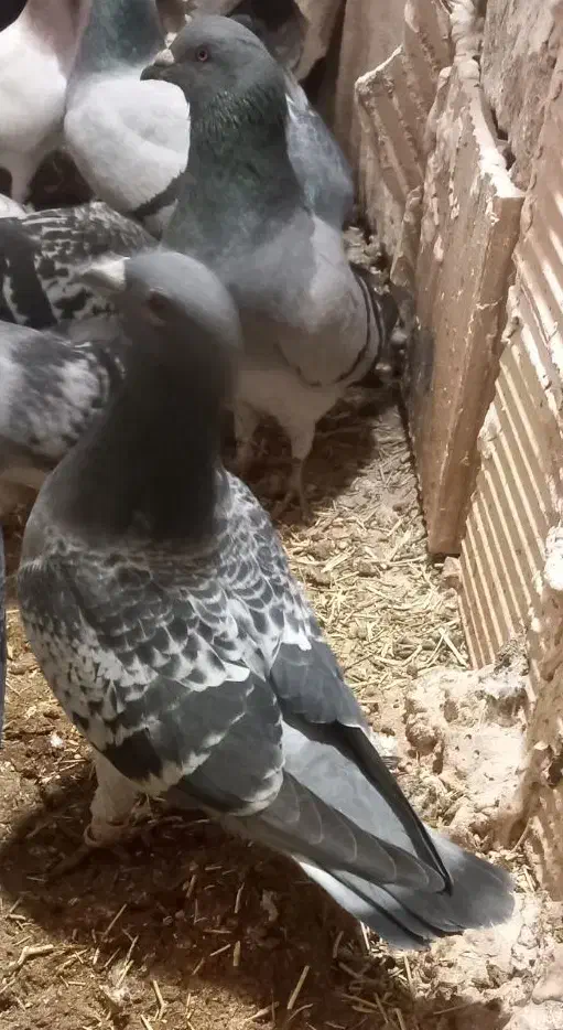 سه عدد سبز|حیوانات|اسفراین, |دیوار