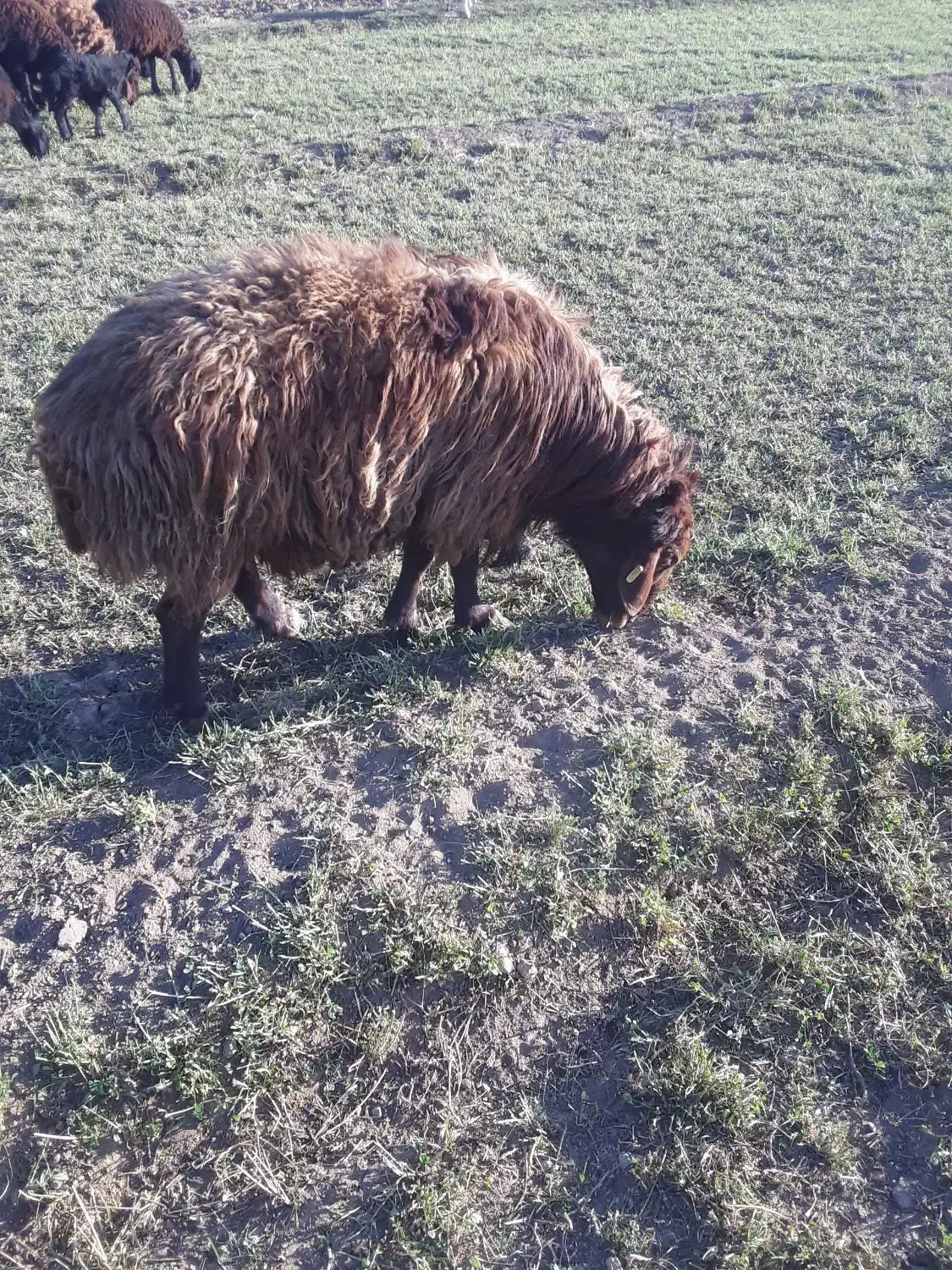 قوچ افشار همو زیگوت|حیوانات مزرعه|فارسان, |دیوار