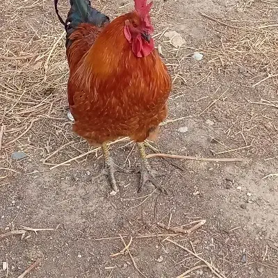 خروس|حیوانات مزرعه|چالدران, |دیوار