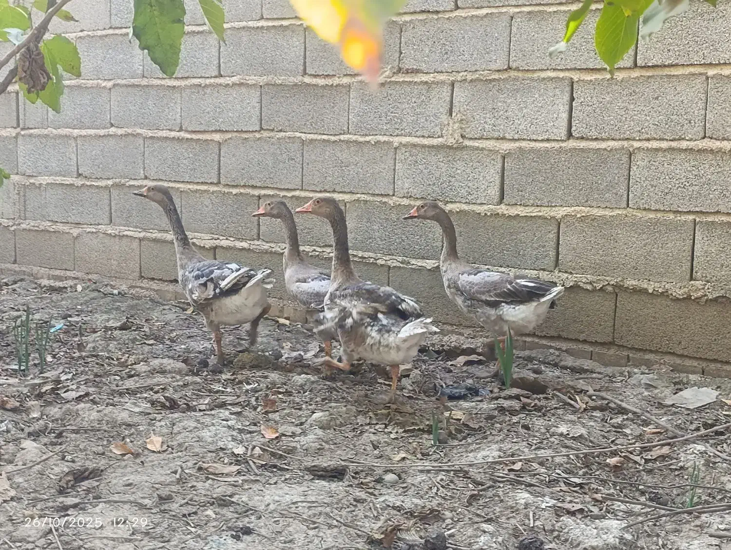 غاز جوان|حیوانات مزرعه|آزادشهر, |دیوار