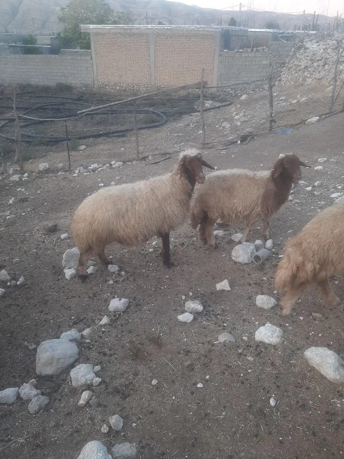 بره میش|حیوانات مزرعه|هندمینی, |دیوار